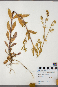 Silene dichotoma image