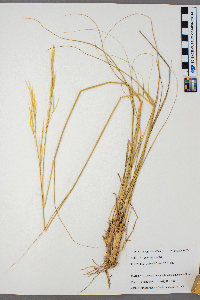 Hesperostipa spartea image