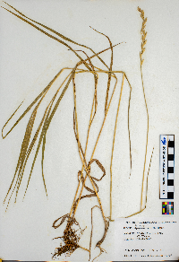 Elymus repens image