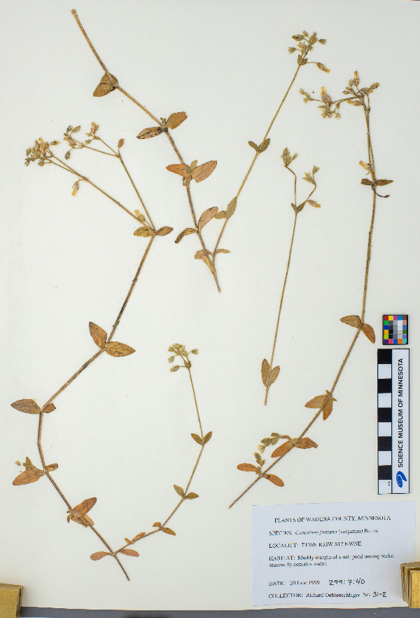 Cerastium fontanum image