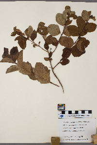 Symphoricarpos occidentalis image