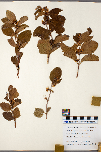 Symphoricarpos occidentalis image