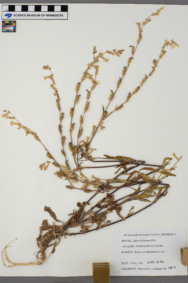 Silene dichotoma image