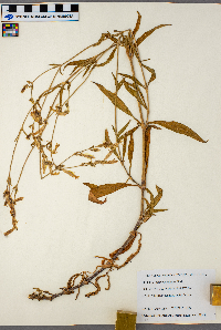 Silene dichotoma image