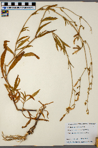 Silene dichotoma image