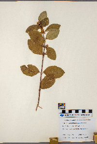 Symphoricarpos occidentalis image
