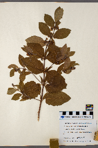 Symphoricarpos occidentalis image