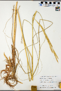 Spartina pectinata image