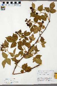 Rubus frondosus image