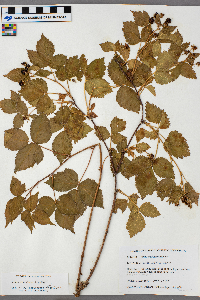 Rubus frondosus image