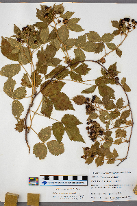 Rubus frondosus image
