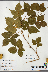 Rubus frondosus image
