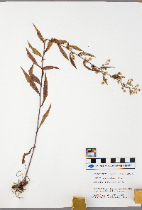 Symphyotrichum lateriflorum image