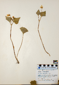 Viola pubescens image