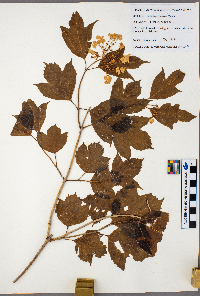 Viburnum opulus var. americanum image