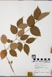 Viburnum rafinesquianum image