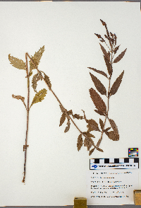 Verbena hastata image