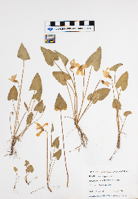 Viola sagittata image