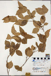 Viburnum rafinesquianum image