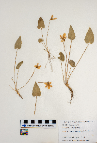 Viola sagittata image