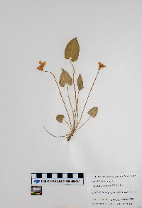 Viola sagittata image