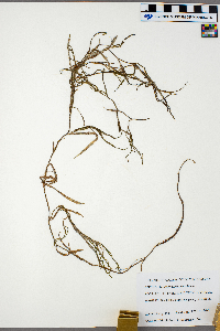 Vallisneria americana image