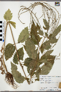 Verbena urticifolia image