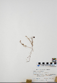 Vaccinium oxycoccos image