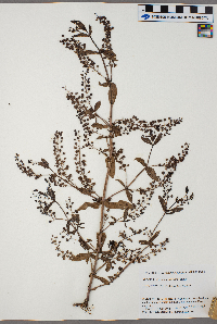 thumbnail image of current specimen