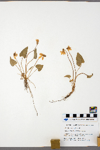 Viola sagittata image