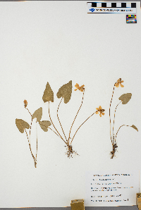 Viola sagittata image