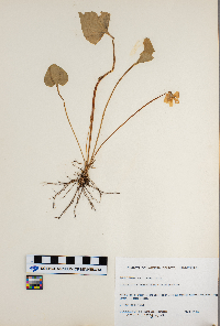 Viola sororia image