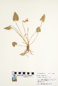 Viola sagittata image
