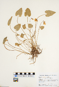 Viola sagittata image