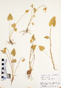 Viola sagittata image