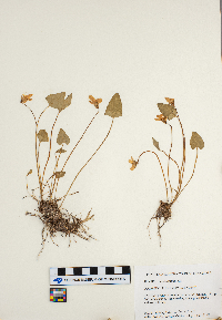 Viola sagittata image