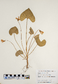 Viola sororia image