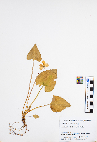 Viola sororia image