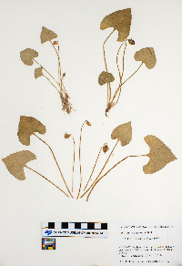 Viola sororia image
