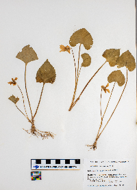 Viola sororia image
