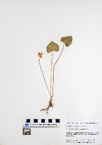 Viola sororia image