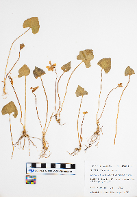 Viola sororia image
