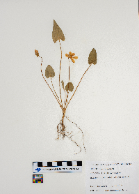 Viola sagittata image