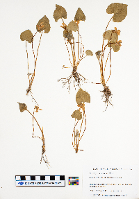 Viola sororia image