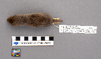 Blarina brevicauda image