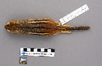 Media resource of Tamias striatus