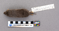 Blarina brevicauda image