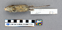 Sorex palustris image