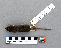 Media resource of Sorex palustris