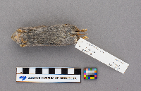 Synaptomys cooperi image
